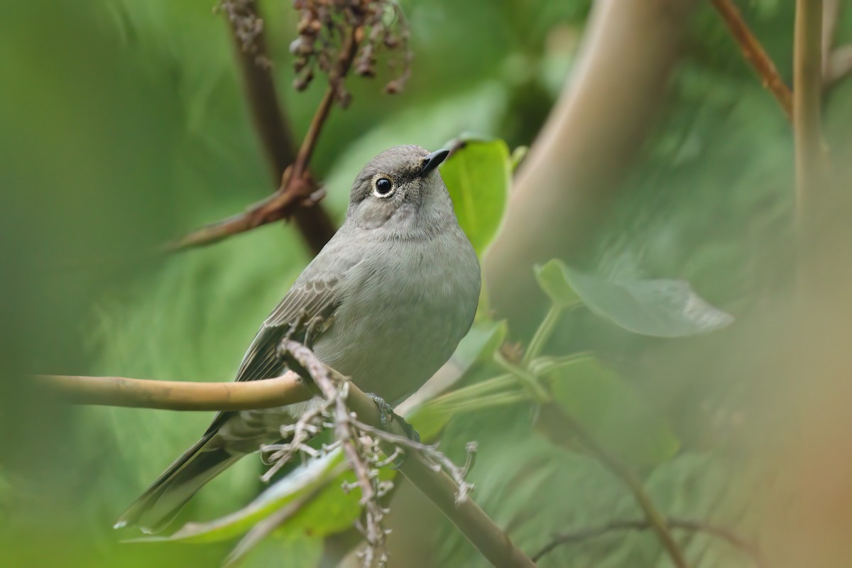 lesňák západní - ML645358872