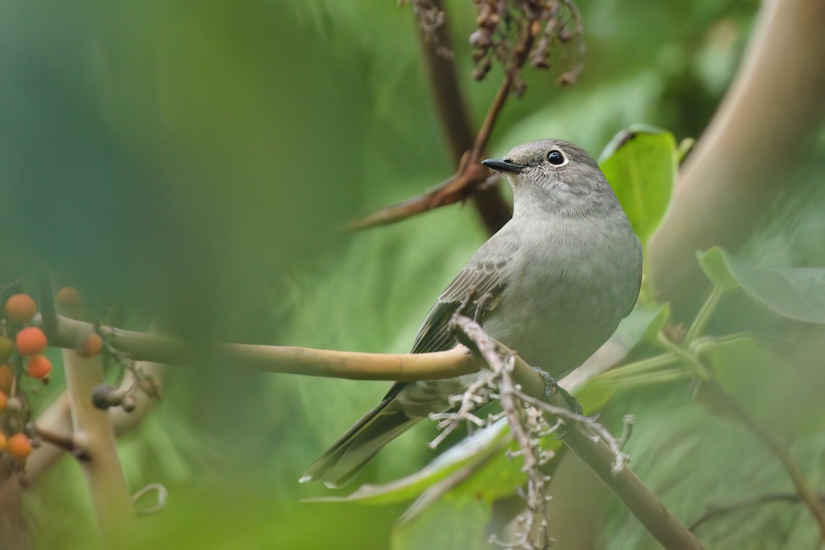 lesňák západní - ML645358873