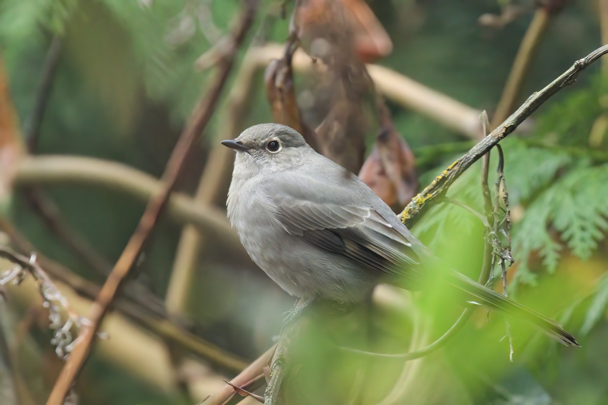 lesňák západní - ML645358875