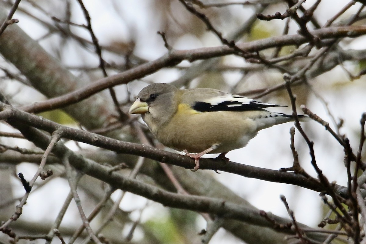 Evening Grosbeak - ML645358876