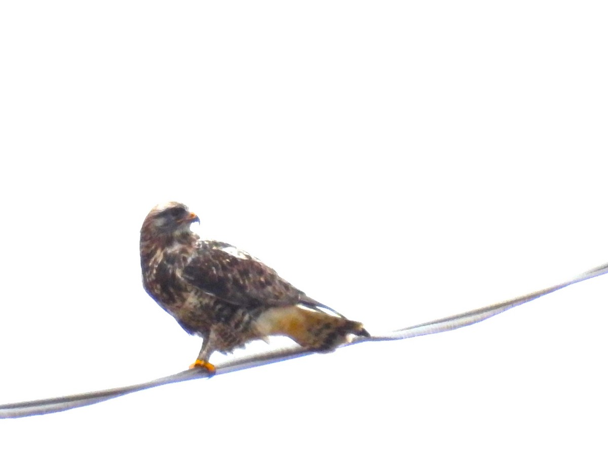 Rough-legged Hawk - ML645358878