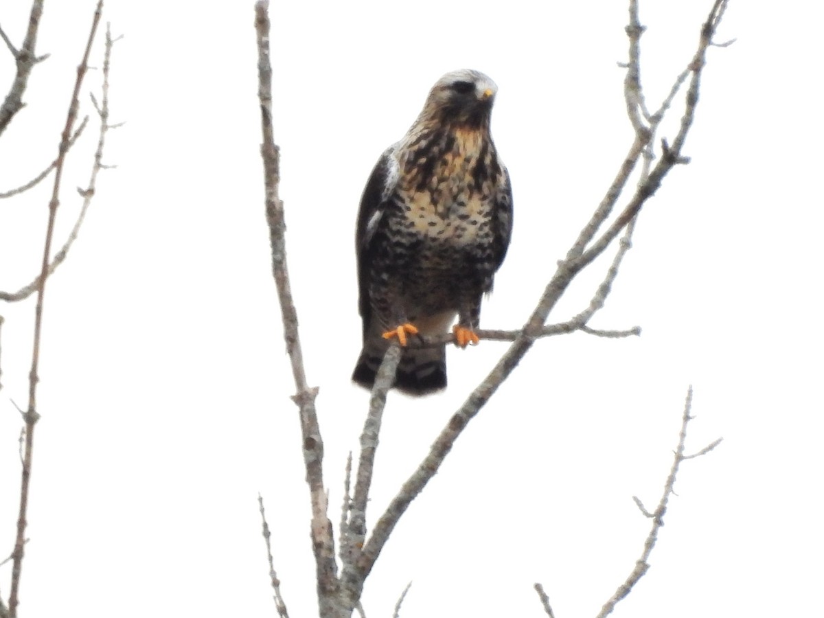 Rough-legged Hawk - ML645358879