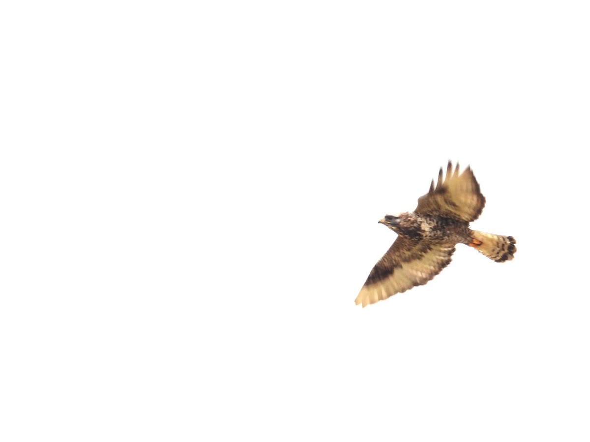 Rough-legged Hawk - ML645358880
