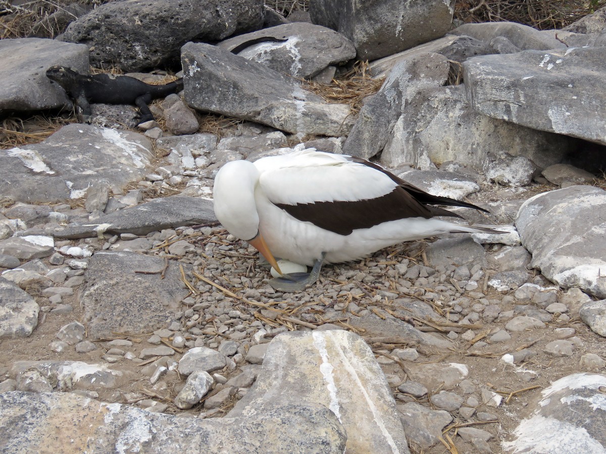 Nazcatölpel - ML645358881