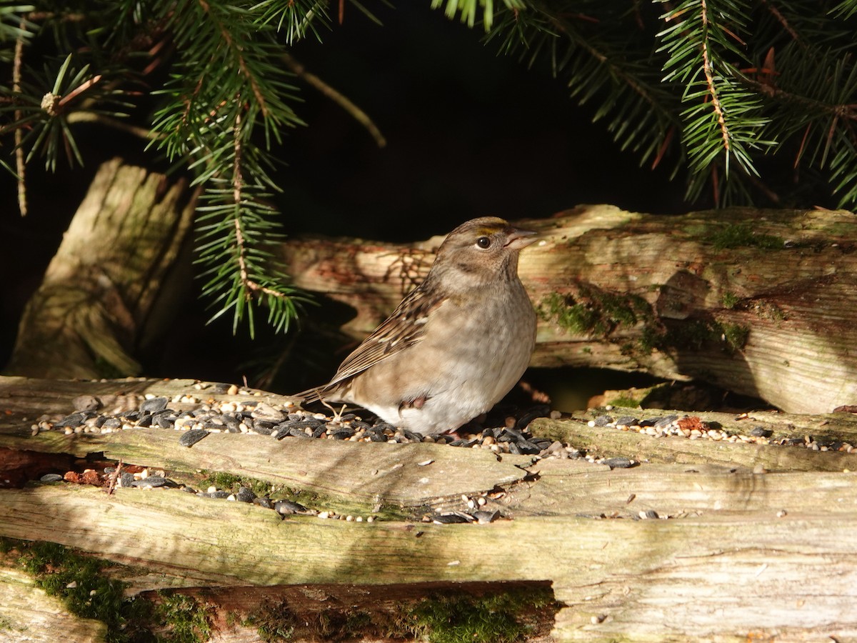 Golden-crowned Sparrow - ML645358886