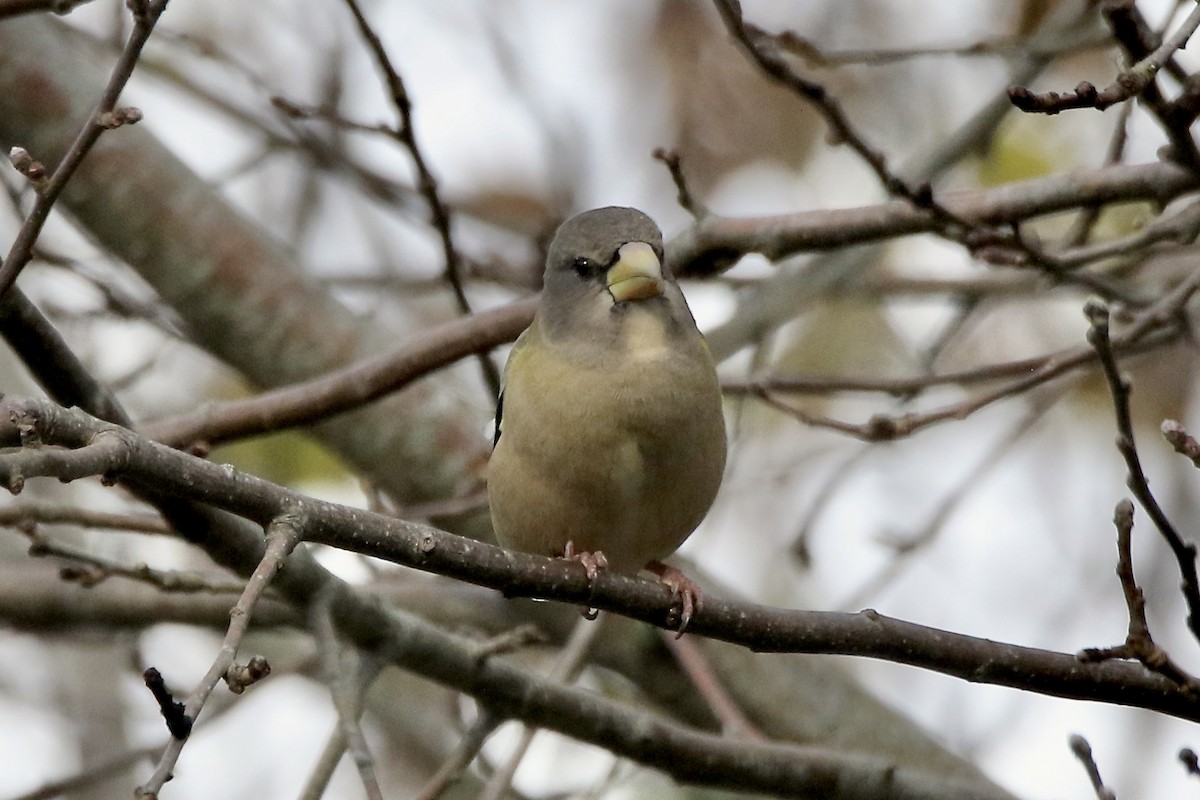 Evening Grosbeak - ML645358887