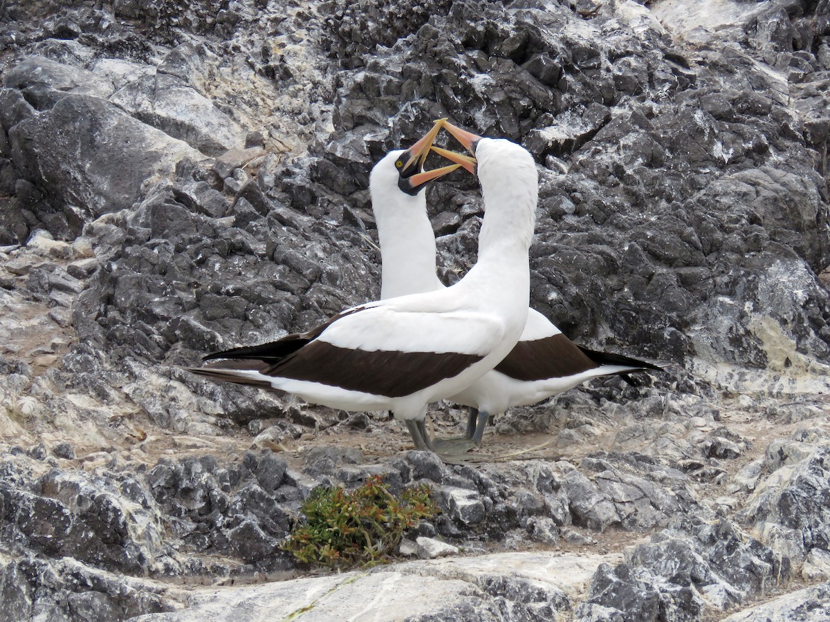 Nazcatölpel - ML645358893