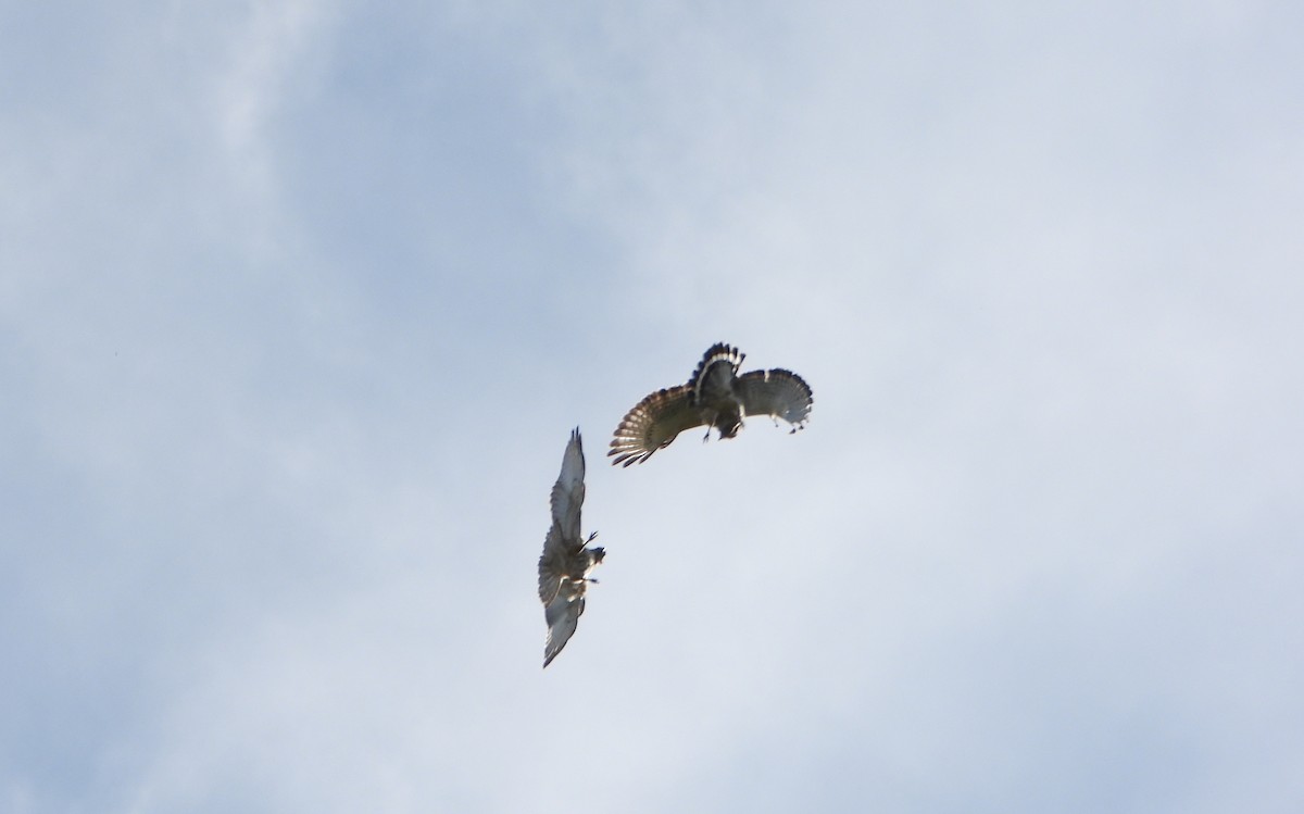 káně širokokřídlá - ML645358894