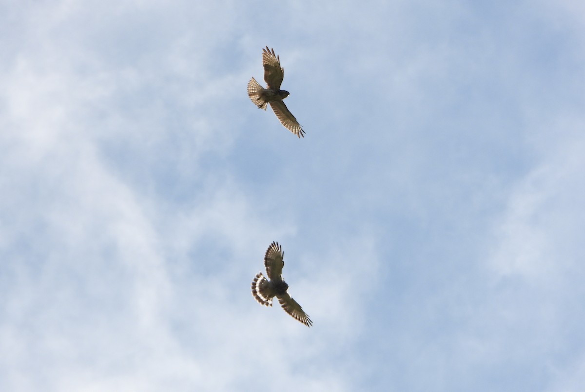 káně širokokřídlá - ML645358895