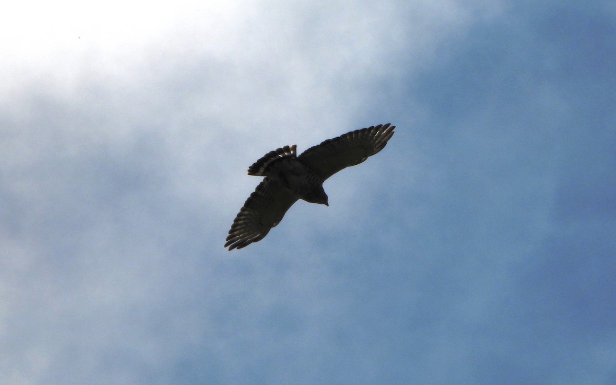 káně širokokřídlá - ML645358898