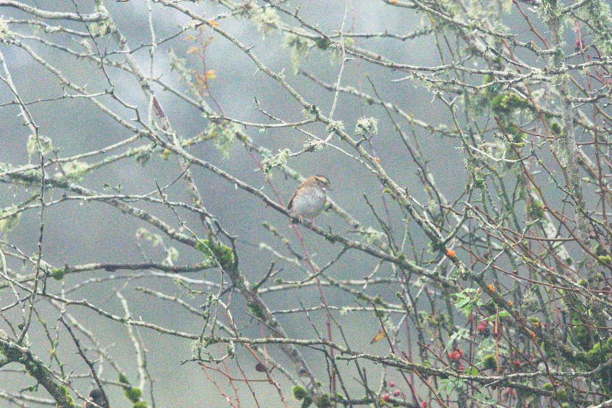 Белогорлая зонотрихия - ML645358904