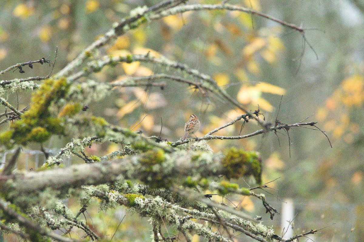 Белогорлая зонотрихия - ML645358905