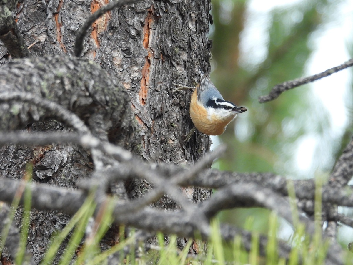 Red-breasted Nuthatch - ML645358913