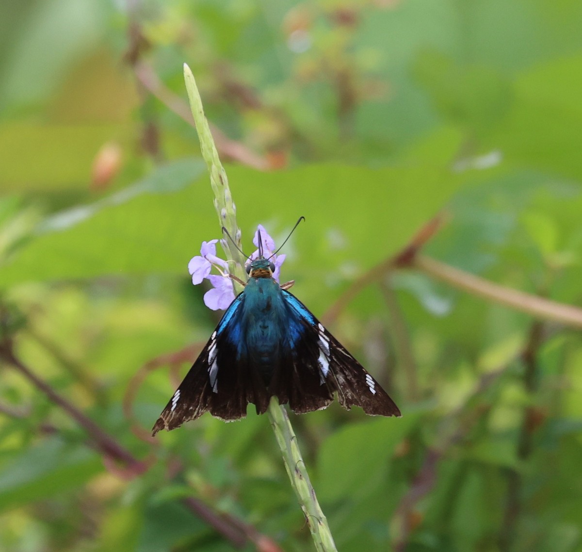 Two-barred Flasher - ML645358936