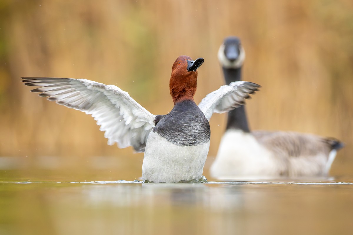 Common Pochard - ML645358938