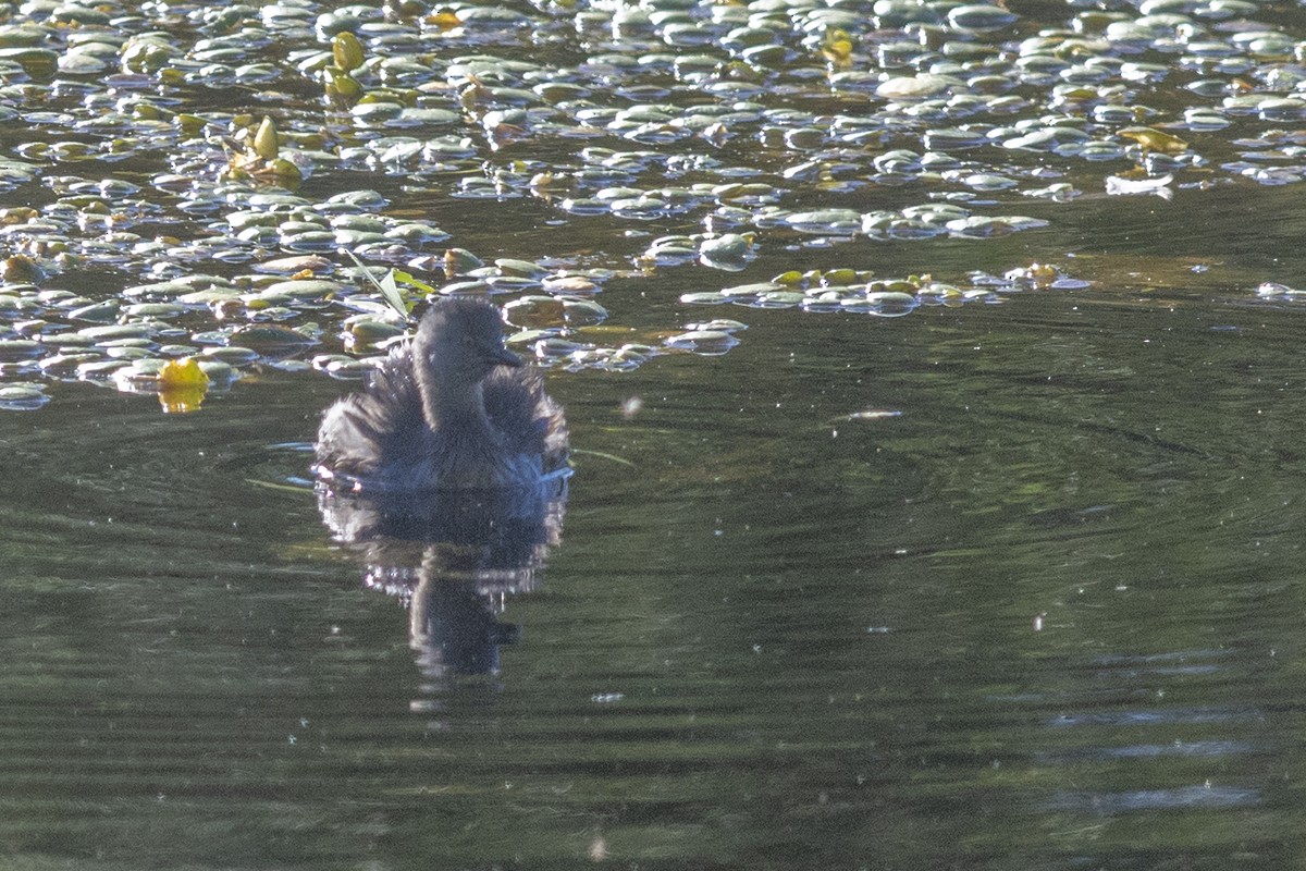 Least Grebe - ML645358942