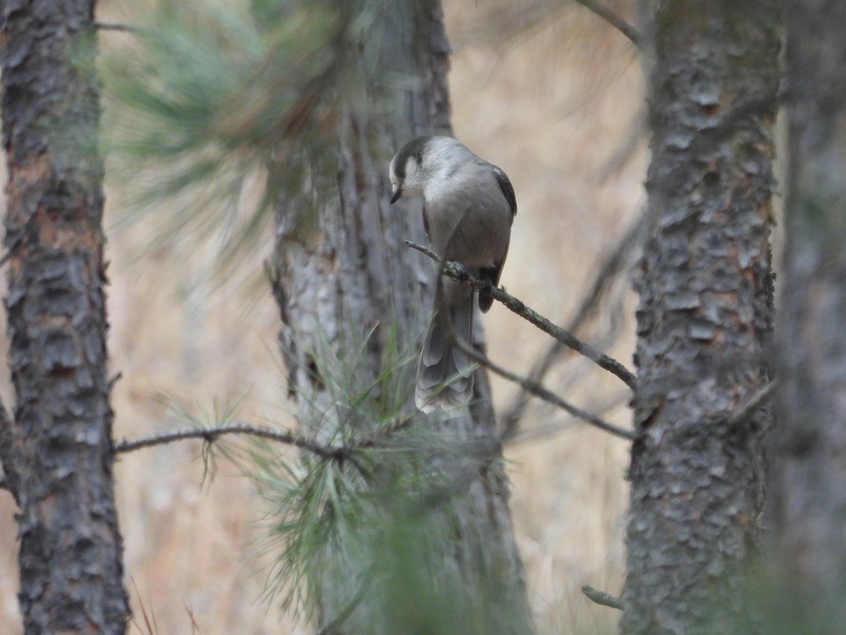 Canada Jay - ML645358945