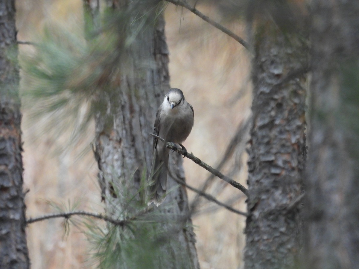 Canada Jay - ML645358946