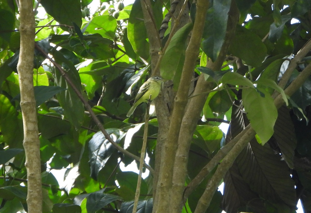 White-fronted Tyrannulet - ML645358948