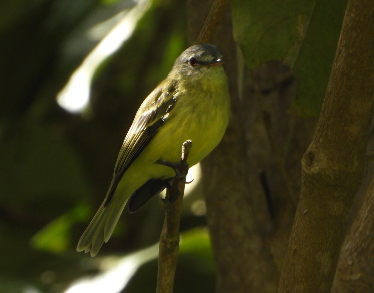 White-fronted Tyrannulet - ML645358951
