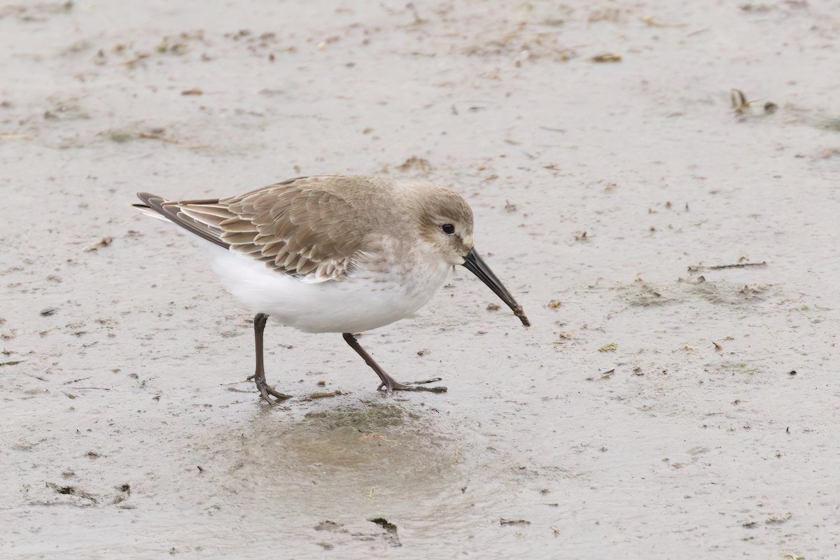 jespák obecný - ML645358955