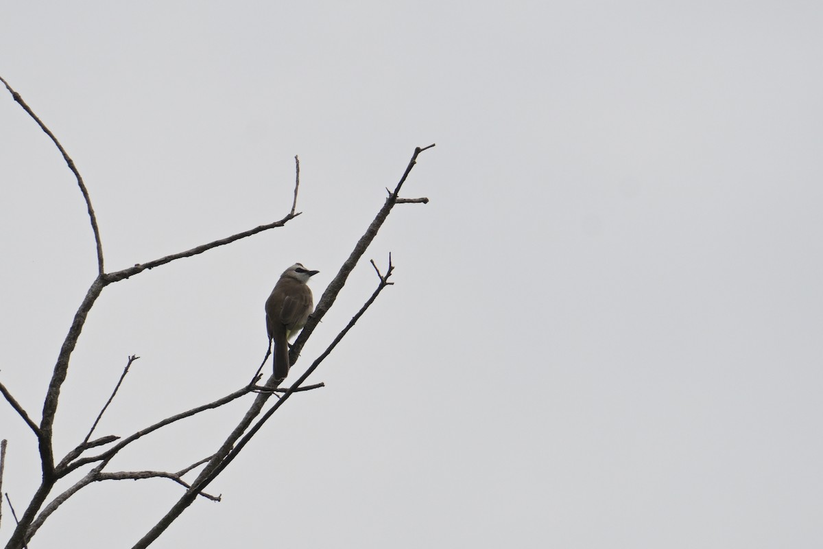 Yellow-vented Bulbul - ML645358956
