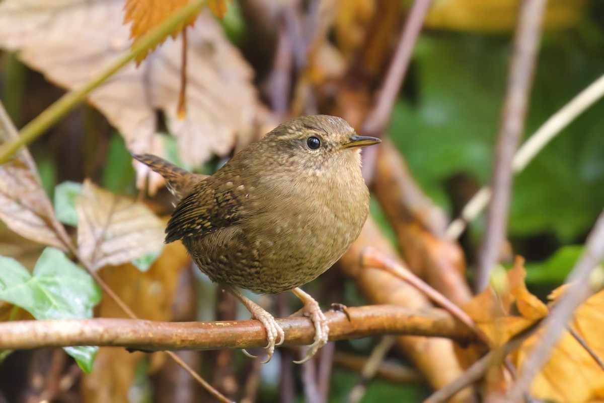 střízlík pacifický - ML645358957