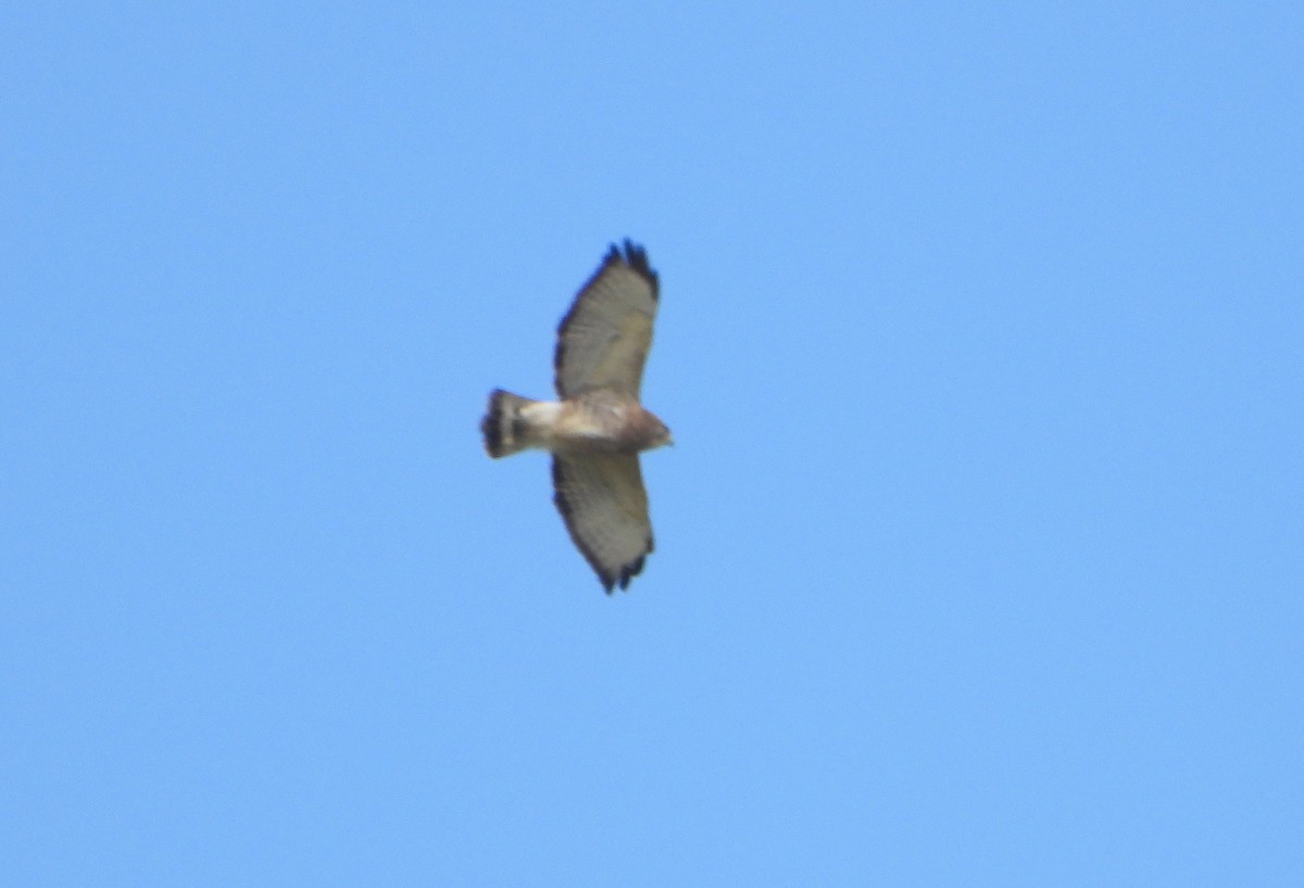 káně širokokřídlá - ML645358958