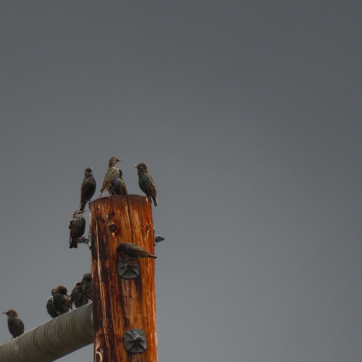 Шпак звичайний - ML645358959