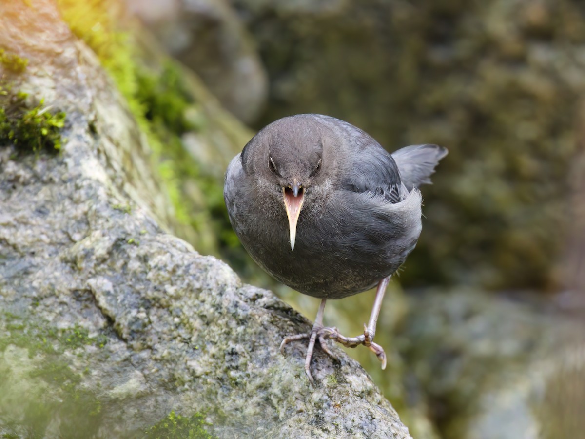 American Dipper - ML645358961