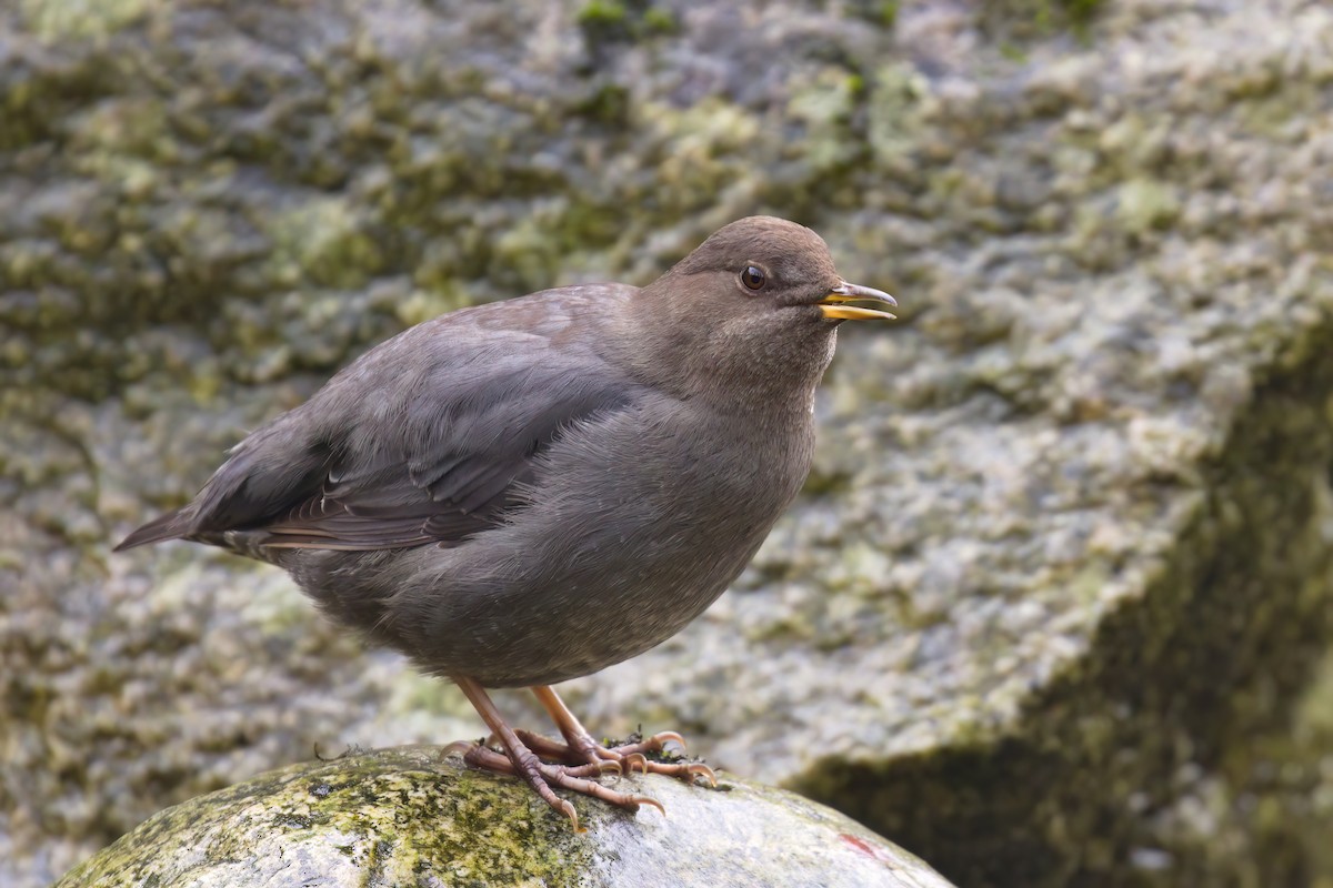 American Dipper - ML645358962
