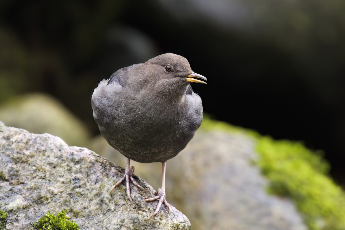 American Dipper - ML645358963