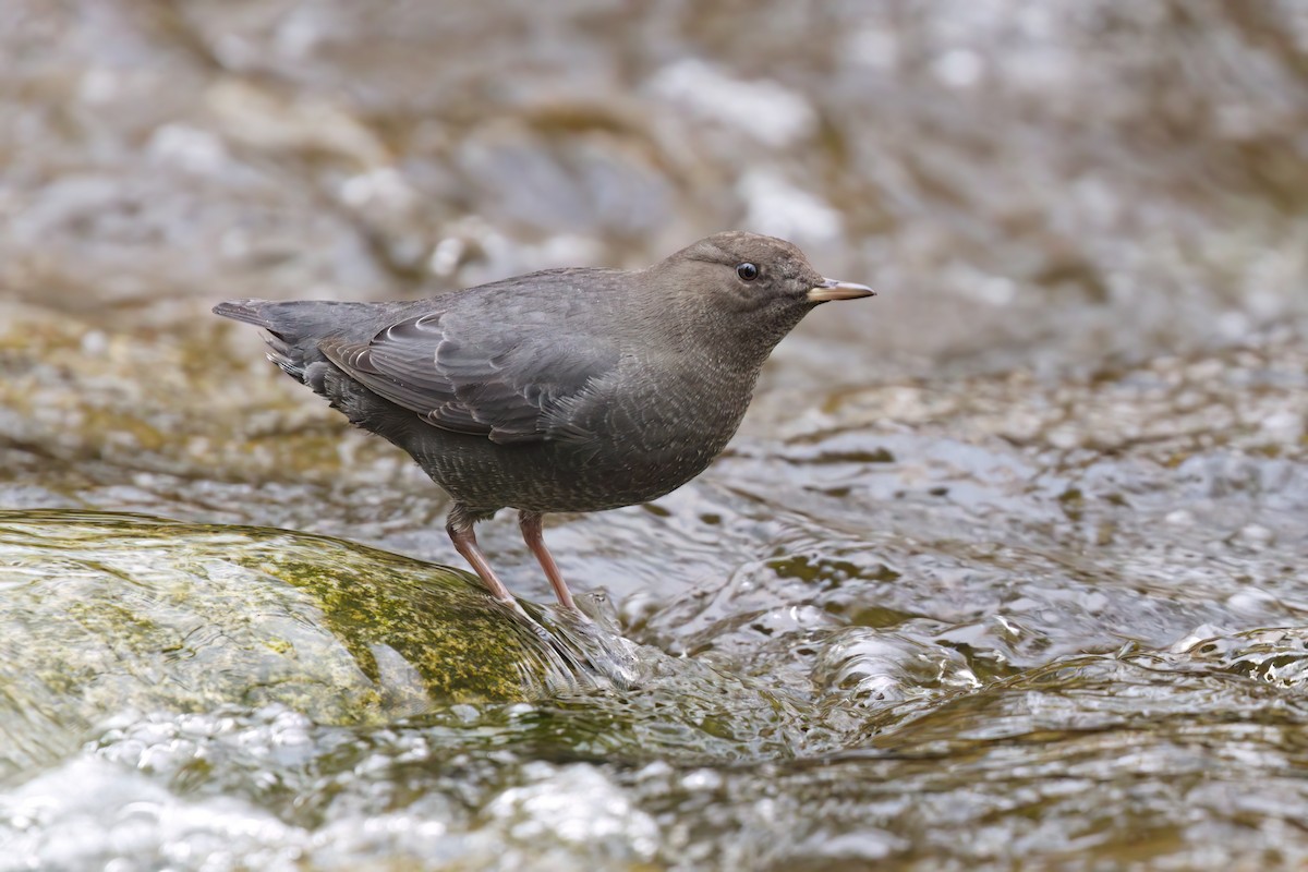 American Dipper - ML645358964
