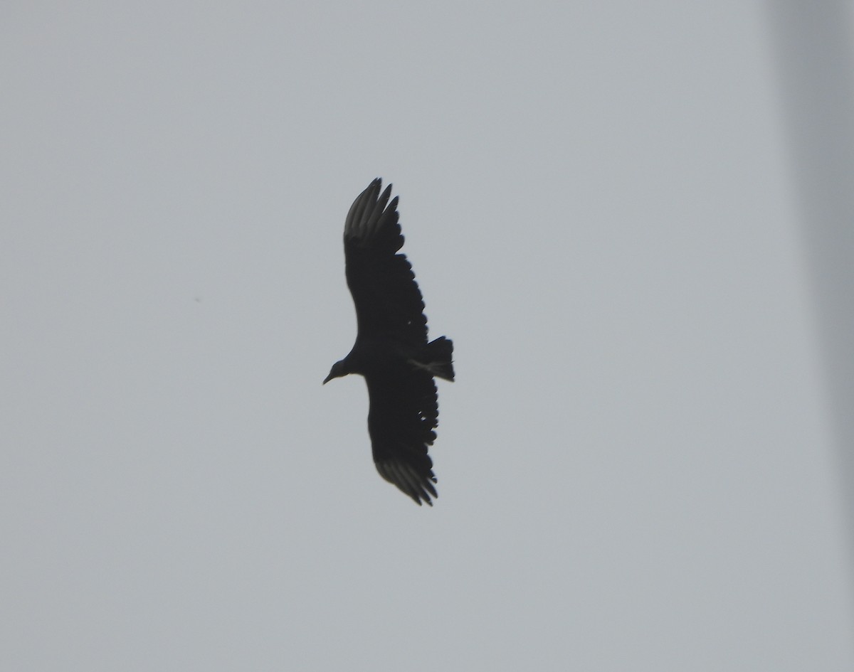 Катарта чорна - ML645358981