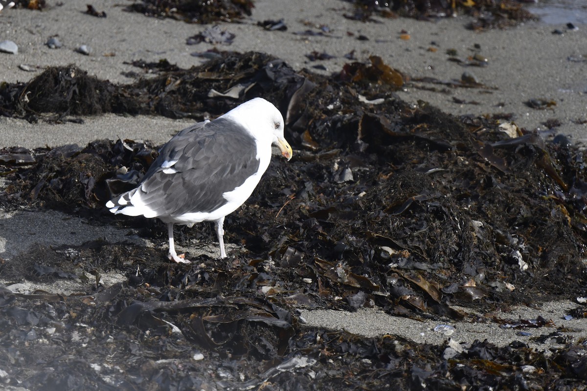 racek mořský - ML645358985