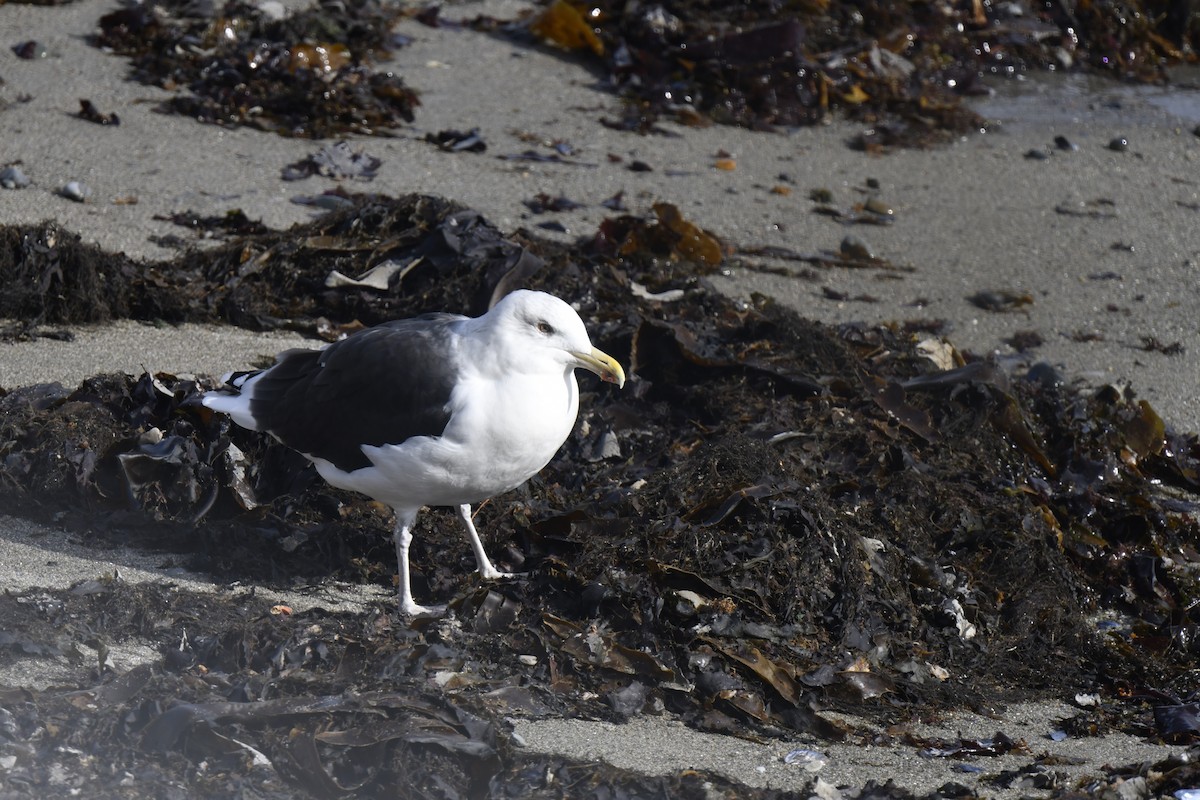 racek mořský - ML645359003