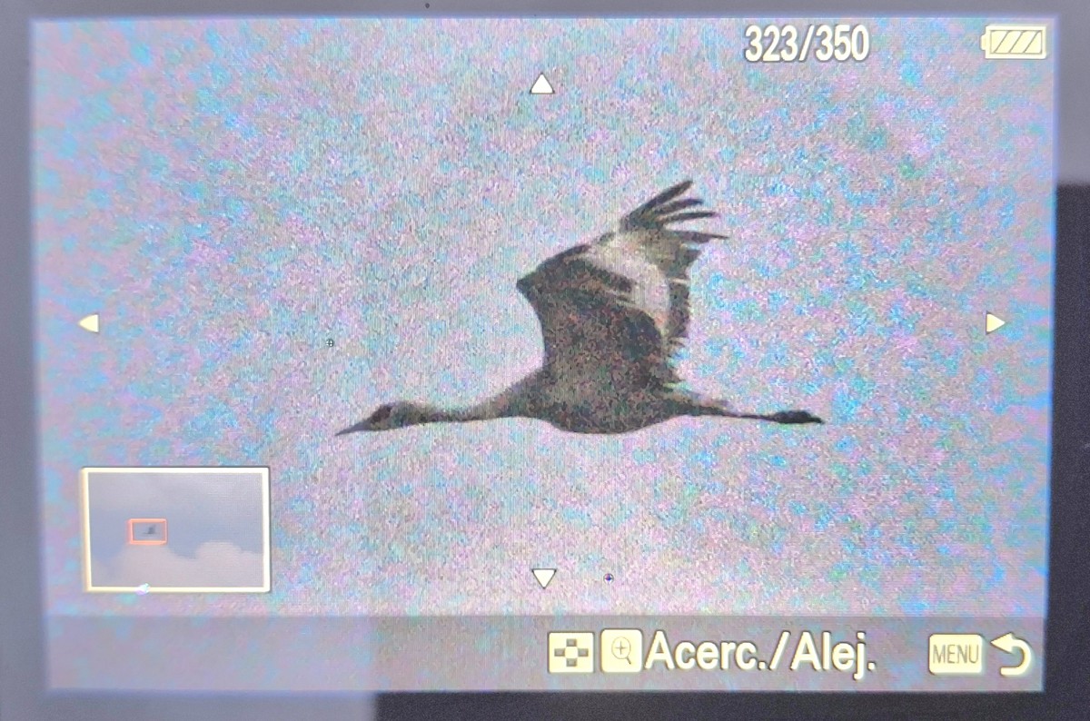 Sandhill Crane - ML645359007