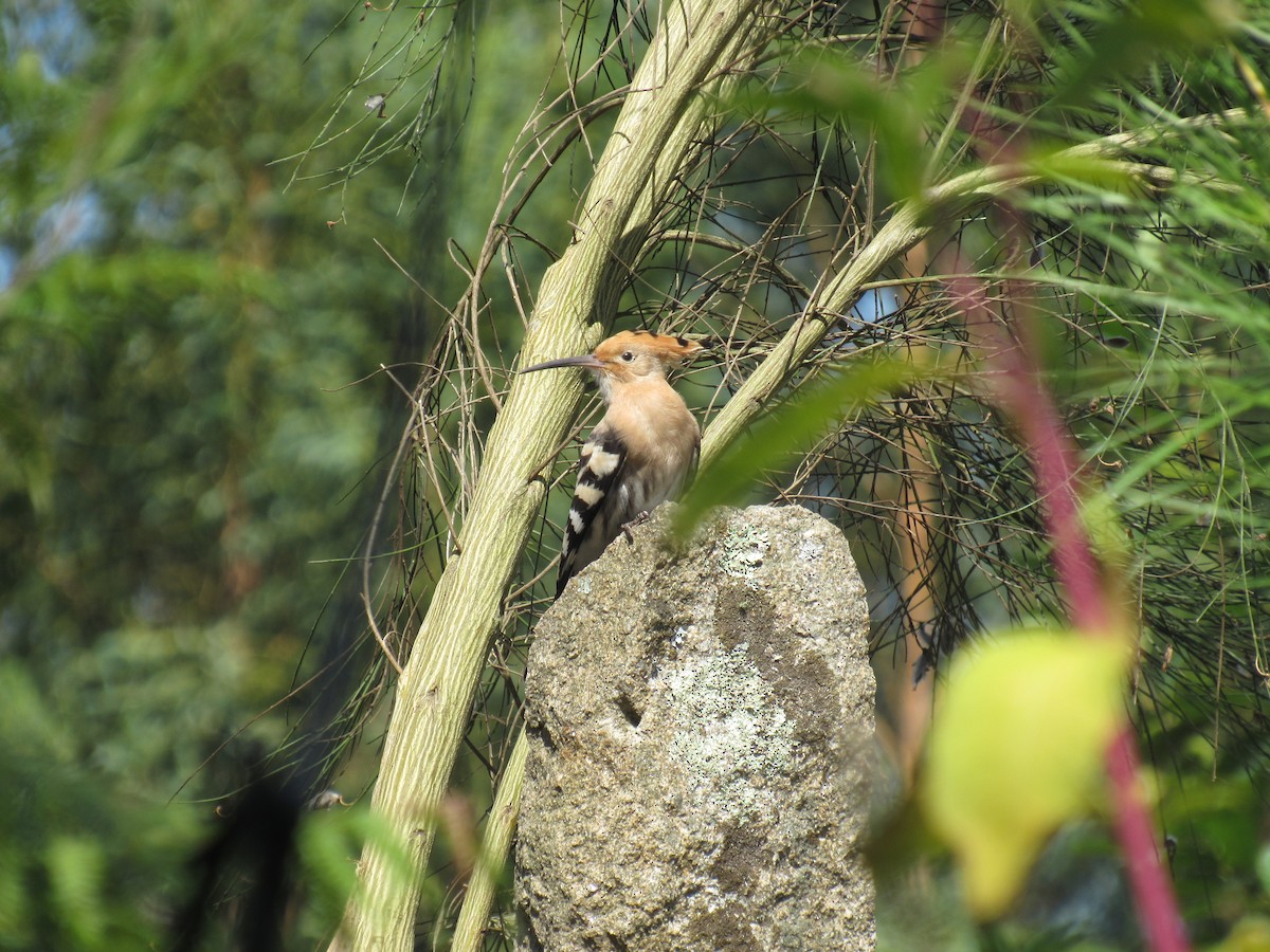 Eurasian Hoopoe - ML64535901