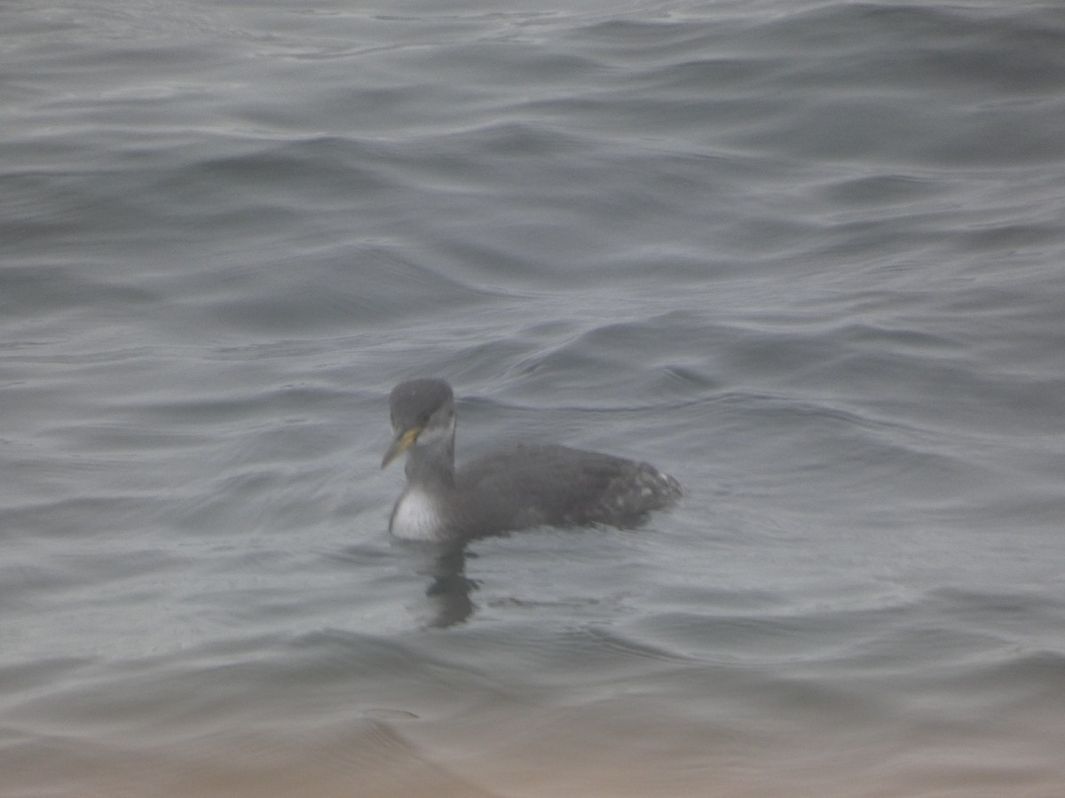 Буурал шунгуур - ML645359013