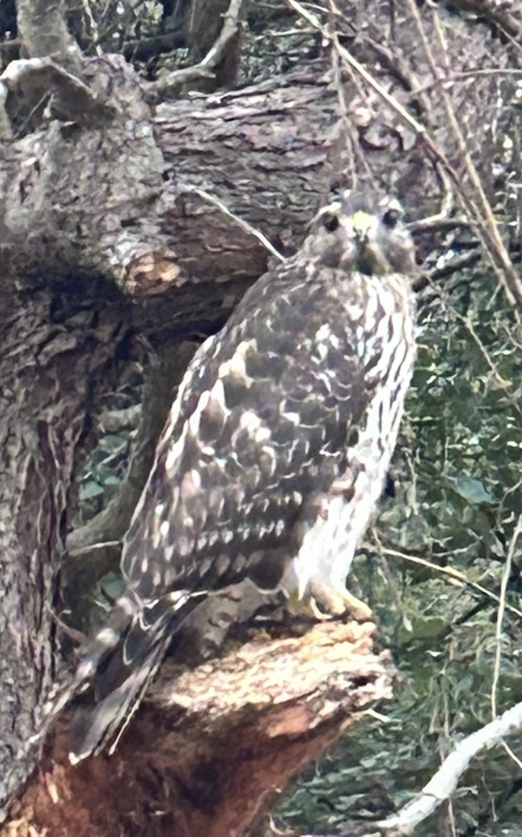 Red-shouldered Hawk - ML645359014