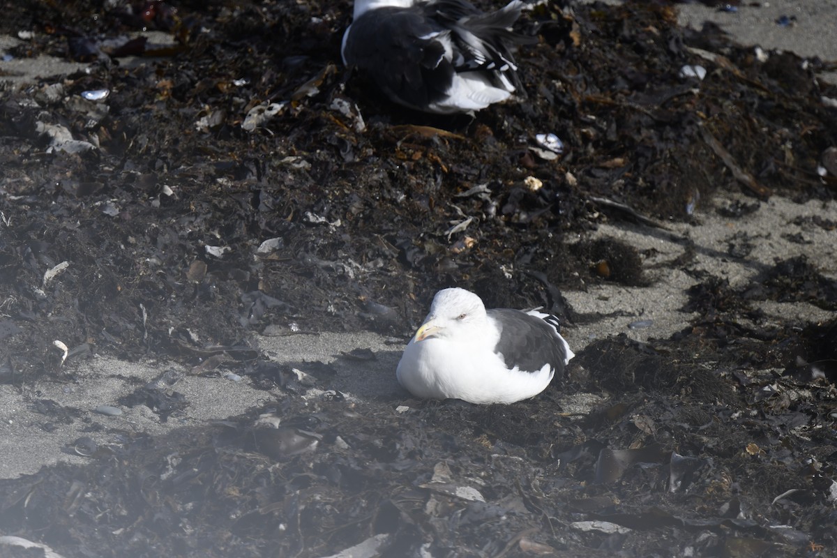 racek mořský - ML645359033