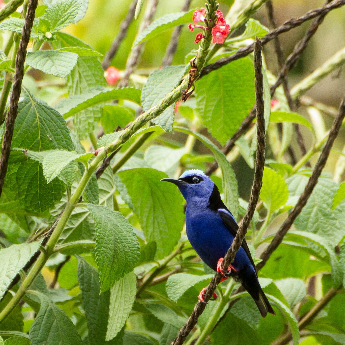 Red-legged Honeycreeper - ML645359037