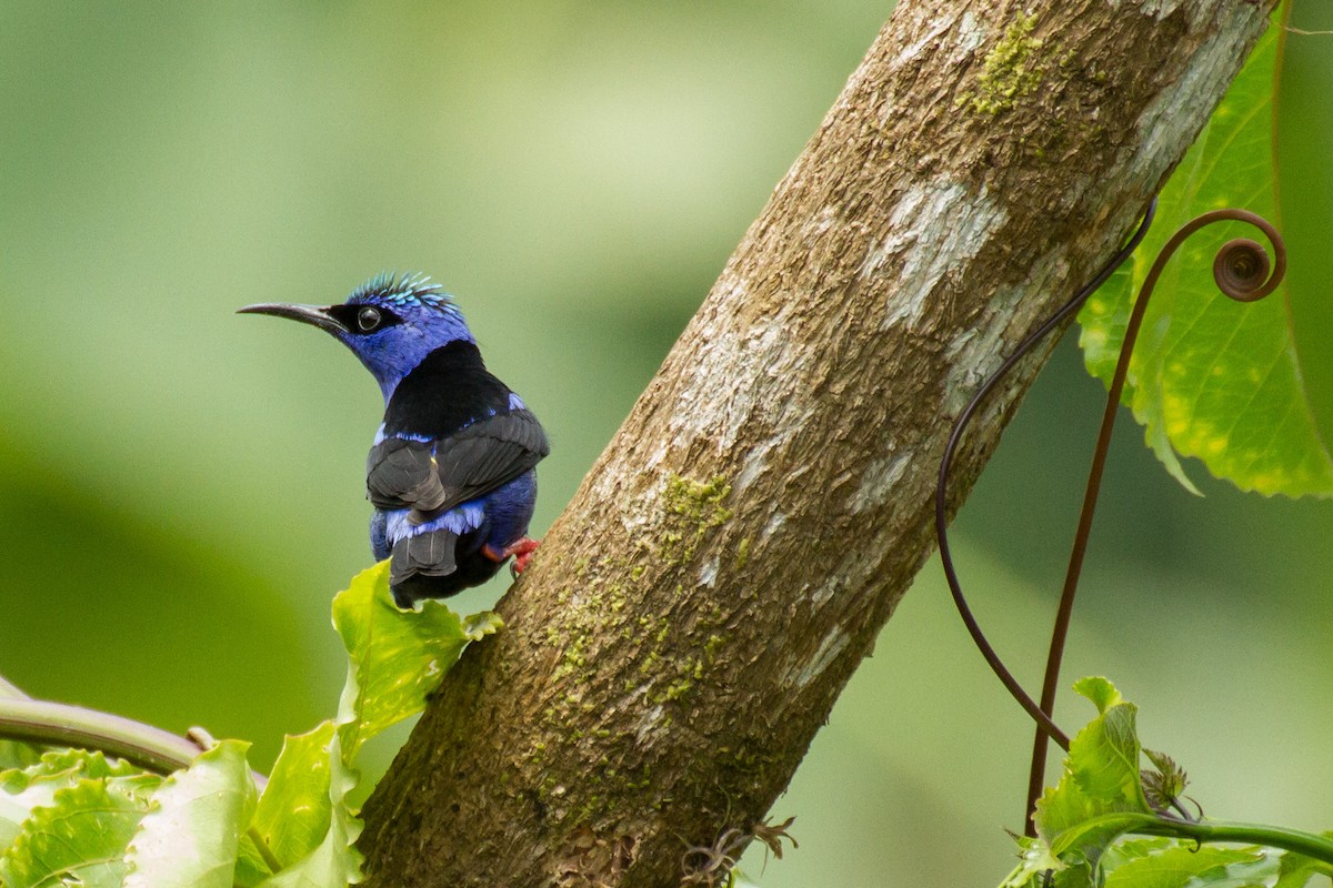 Red-legged Honeycreeper - ML645359039