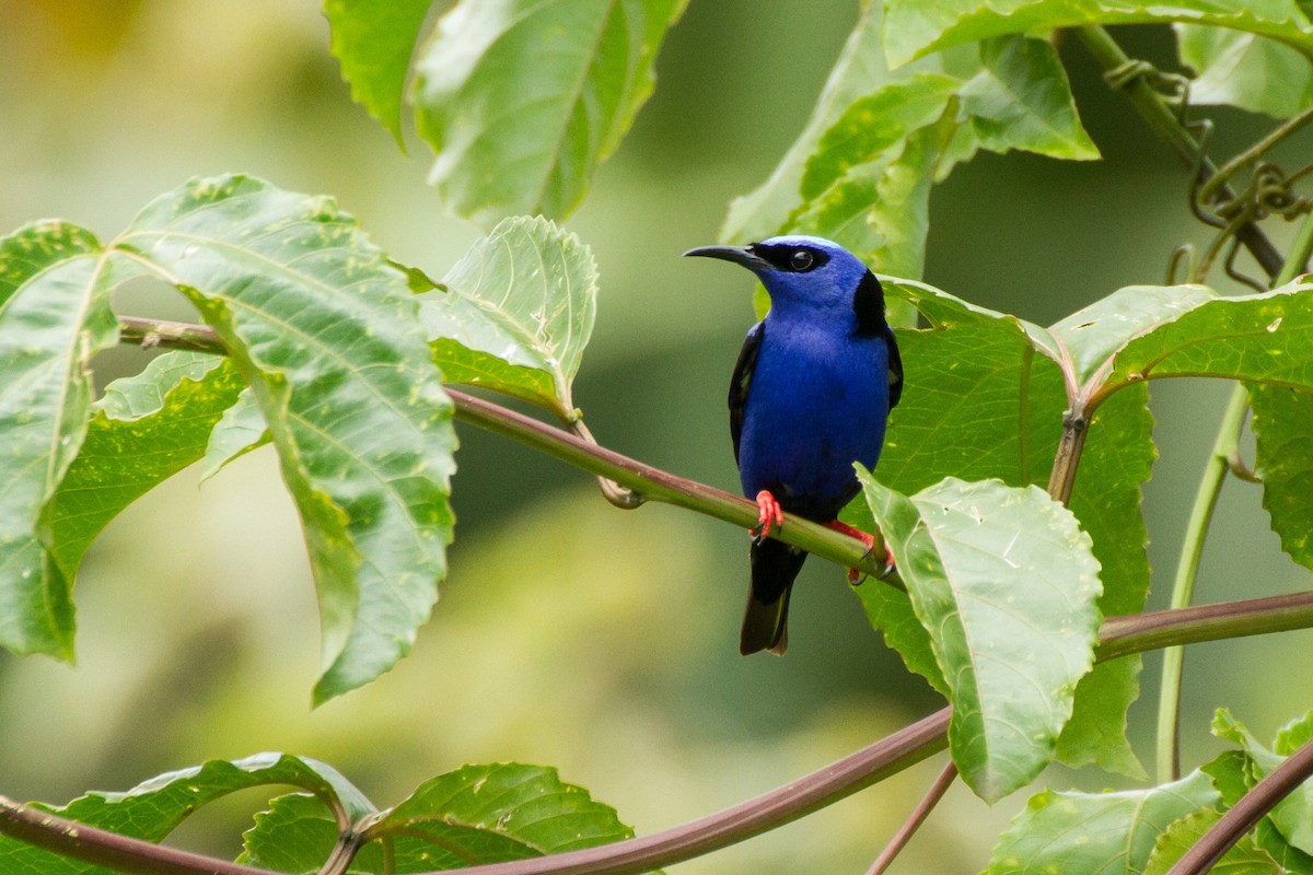 Red-legged Honeycreeper - ML645359040