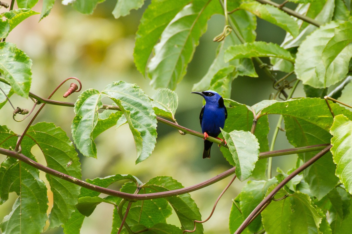 Red-legged Honeycreeper - ML645359041