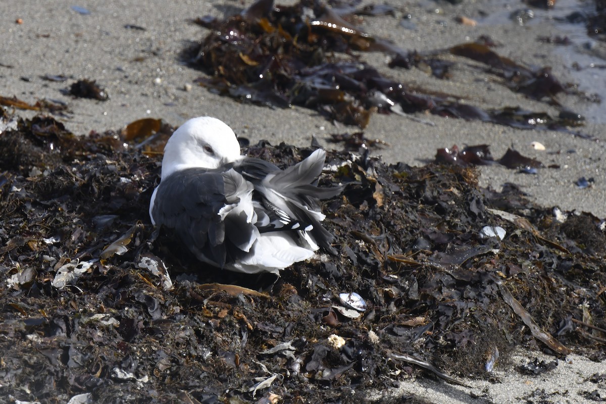 racek mořský - ML645359044