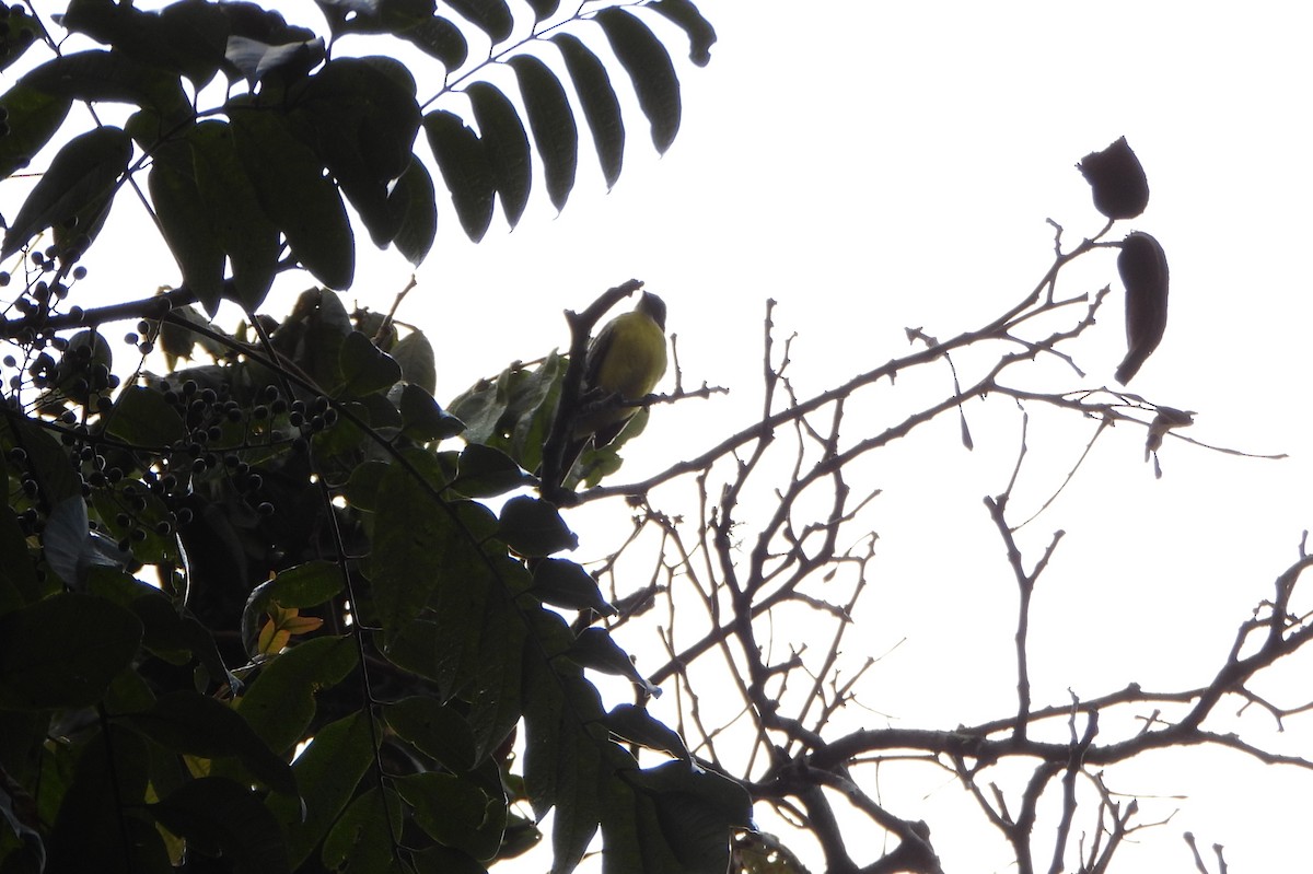 Sosyal Tiran - ML645359048