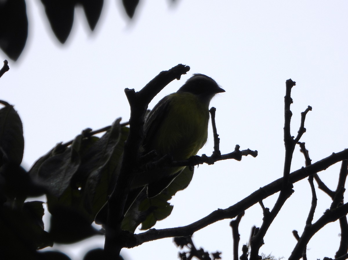 Sosyal Tiran - ML645359049