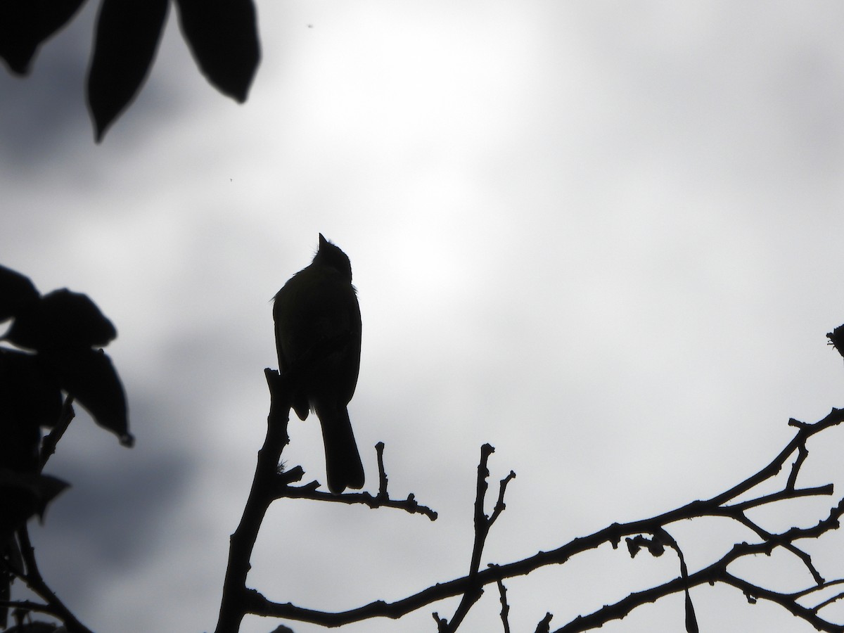 Sosyal Tiran - ML645359050