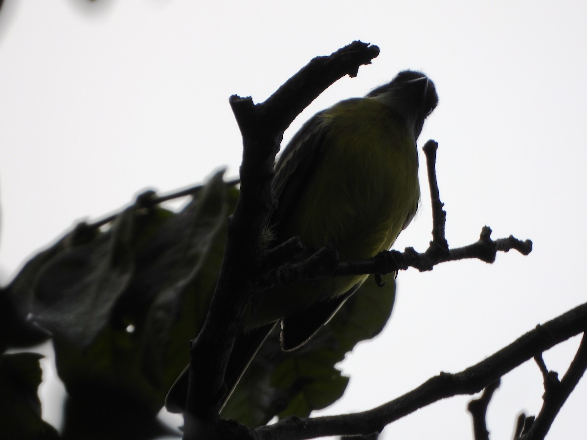 Sosyal Tiran - ML645359051